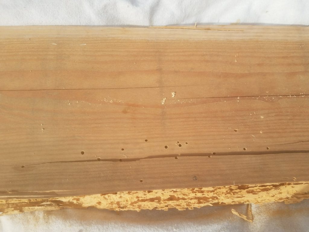 Close-up of wood with Wood Boring Beetles exist holes in fir floor joist.